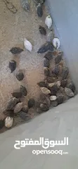  1 صيصان فريي
