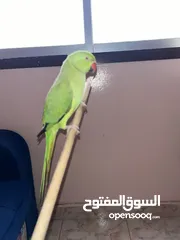  4 1 years parrot
