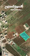  2 ارض مزروعه زيتون كامله للبيع في حبراص