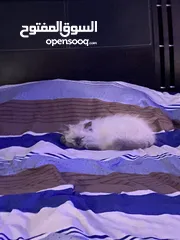  2 بس سكوتش فولد