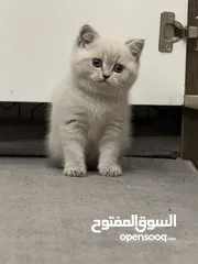  5 للبيع قطه بصلاه على النبي