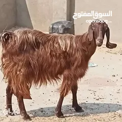  1 السلام عليكم ...اريد ماعز ماشمي  حلوب