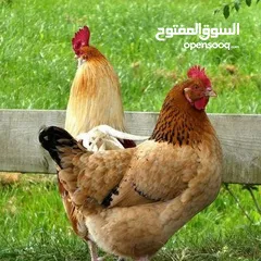  1 2 جاج بلدي بياض 1 ديك مزارع للبيع