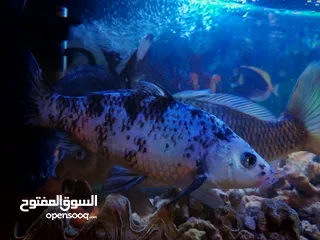  2 سمك للبيع كبير بعيش شتاء وصيف قوي سمك قرو بعيش جميع انواع الأحواض
