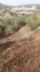  13 القبة الذهبية  اراضي بلعا دير الغصون