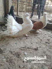  5 متاح جواز و حبات فلت موجودات طبربور سعرهن كويس