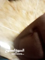  29 شنط حقائب سفر