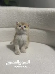  14 قطط صغيرة برتيش للبيع