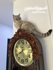  13 قطتان جميلتان تبحثان عن بيت دافئ  Two lovely cats looking for a loving home