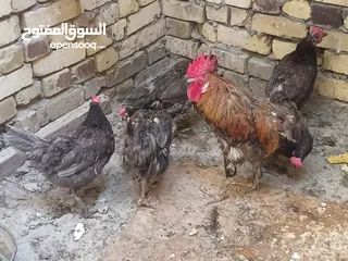  5 دجاج عرب للبيع