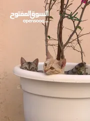  2 قطط للتبني