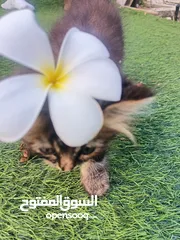  1 قطة سيرازيه