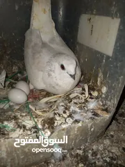  1 جوز بواز تحتيهن بيض مع فرخين فطم جديد