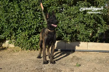  3 جراء بلجن مالينو و الراعي الهولندي (Belgian Malinois & Dutch Shepherd)