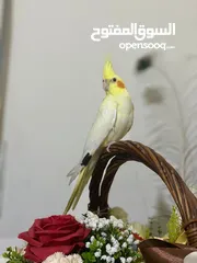  5 كوكتيل اليف جدا مع القفص
