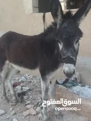  2 جحشه اول ركوب  مطبعه عمرها سنتين  لارفس ولا عض ولا جفل