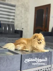  3 للبيع كلب بومبريان