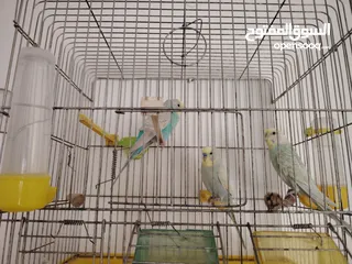  2 ثلاث ببغاء بادجي واحد مدرب و ذكر و أنثى اليفين بس مش مدربين