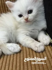  25 قــطــط لــلــبــيــع