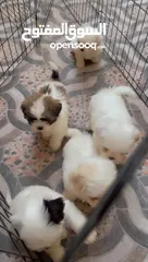  7 Shih Tzu puppies looking for new home