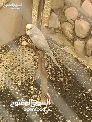  3 عصافير حب للبيع او بدل
