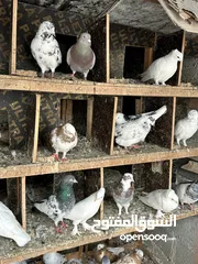  9 All Pigeons for sale جميع الطيور للبيع