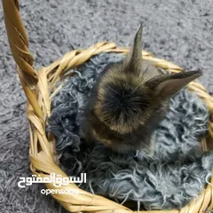 9 أرانب نوع تيدي بير وليون هيد