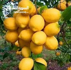  15 اشجار مثمره