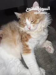  5 British Longhair Cat 100% Free Adoption
