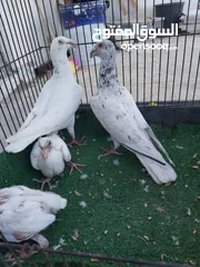  1 حبات نخب طواير وجواز كله شغال