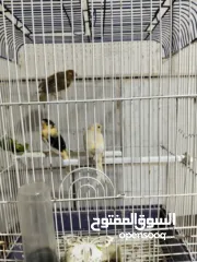  4 متاح بعد الصلاه على النبي كنار ذكور و اناثي المعني اقرا الوصف