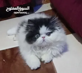  1 بنوته هارليكان بلاك + وايت بنوته ڤان بلو  بنوته كاليكو ڤان  بنوته كاليكو دايلوت  ولد كريم وايت