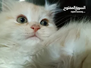  1 قطط ذكور عمر 3 اشهر واحد همالايا شوكليت بلو بوينت وواحد بريتش ريد عيون خضراء والاتنين شعر طويل ناعم