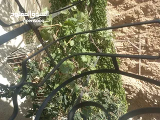  6 بيت طابق اول مع السطح للبيع من المالك مباشره ماركا الشماليه