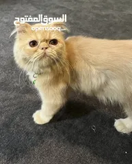  8 Persian Shirazi Cat Male