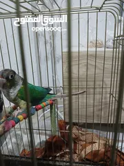  3 للبيع ببغاء جرين شيك أليف
