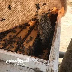  13 للبيع أجود منتجات العسل بالبريمي مقابل وكالة تويوتا بالقرب من منفذ حماسة / الامارات