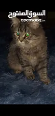  4 قطة راغدول للبيع اقرا الوصف