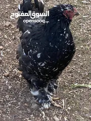  2 دجاج وديك براهمي للبيع