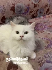  1 قطط شيرازيه بيور ذكر و انثى بسعر مناسب