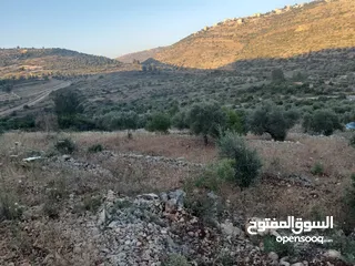  3 شغفنا متواصل.. قطعة 3605 m كوشان طابو في مزارع النوباني