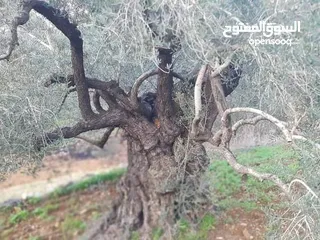  7 أرض تصنيف أ زيتون