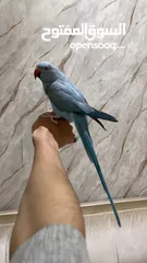  2 ذكر دره اليف ومتكلم