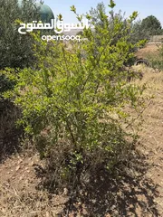  9 مزرعة للبيع