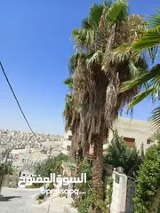  1 شجر نخيل زينه