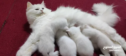  7 PURE TURKISH ANGORA