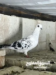  16 فراخ للبيع