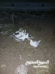  2 وز للبيع العدد 6  او للبدل على دجاج بلدي