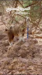  4 ‎عنز راهية من حلال الجبل الشرقي فيها عشر حالياً ف الشهر الثالث قريب الرابع  خالية من جميع العذاريب