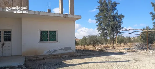  15 مزرعة زيتون للبيع